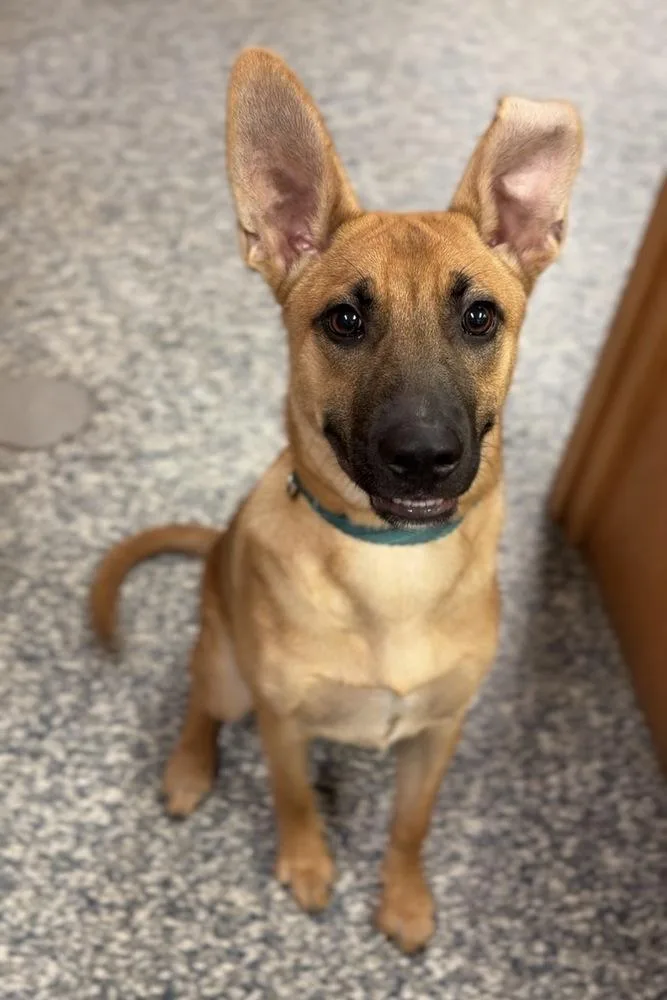 A baby medium-sized male Mixed Breed dog named Potato for adoption in Bemidji, MN