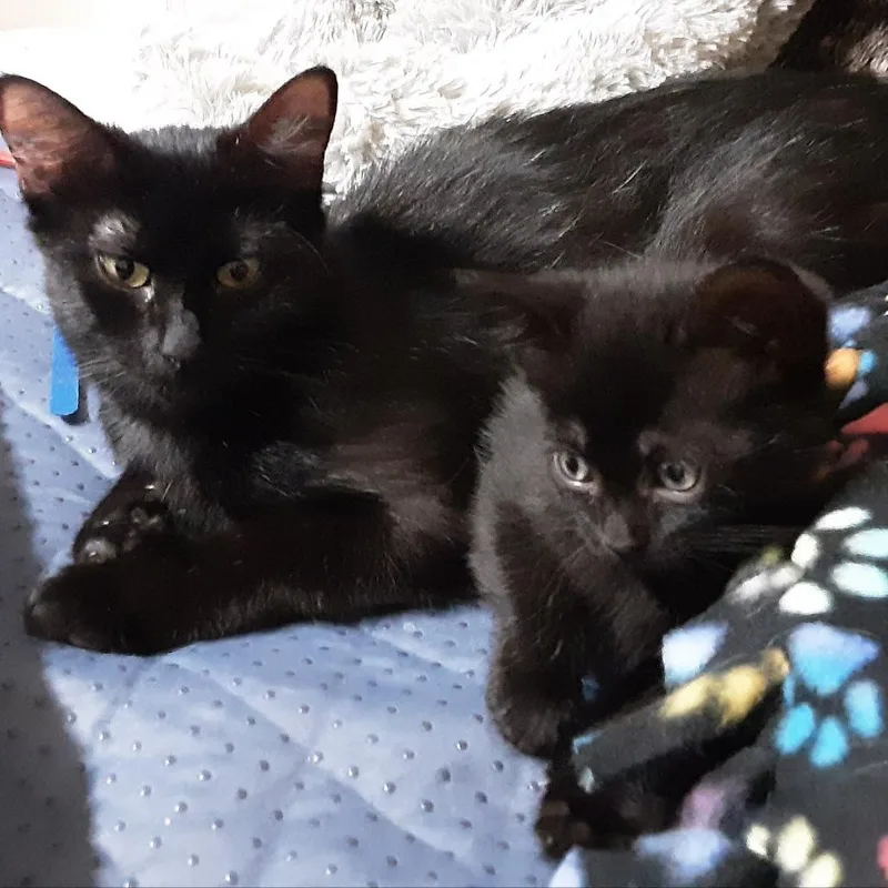 A baby small-sized female Black Domestic Medium Hair cat named Pepper for adoption in Overland Park, KS