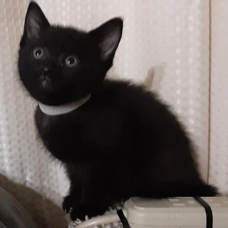 Pepper thumbnail 2