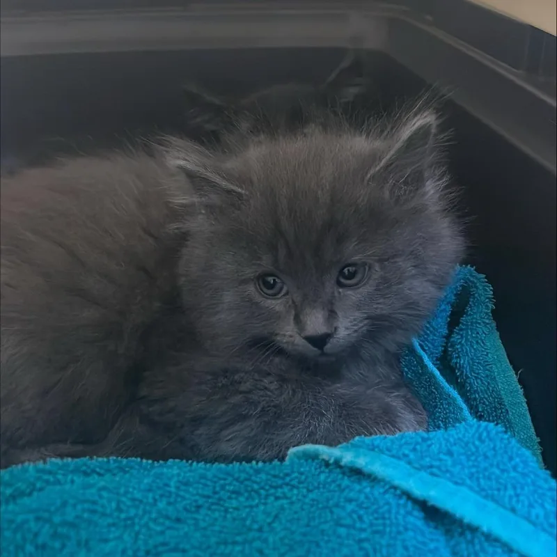 A baby small-sized male Black Domestic Short Hair cat named Unknown for adoption in Tacoma, WA