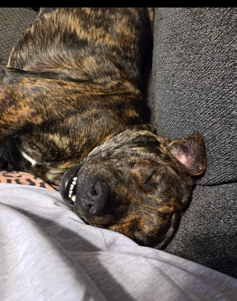A young medium-sized male Brindle Mountain Cur dog named Asher for adoption in Fort Payne, AL
