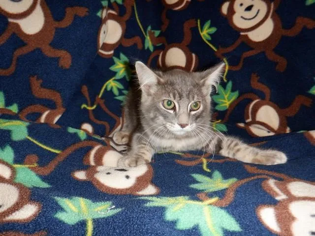 A baby small-sized male Domestic Medium Hair cat named Orlando for adoption in San Jose, CA