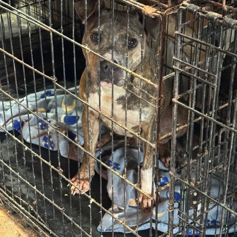 An adult medium-sized male Brindle Pit Bull Terrier dog named Hulk for adoption in Anahuac, TX
