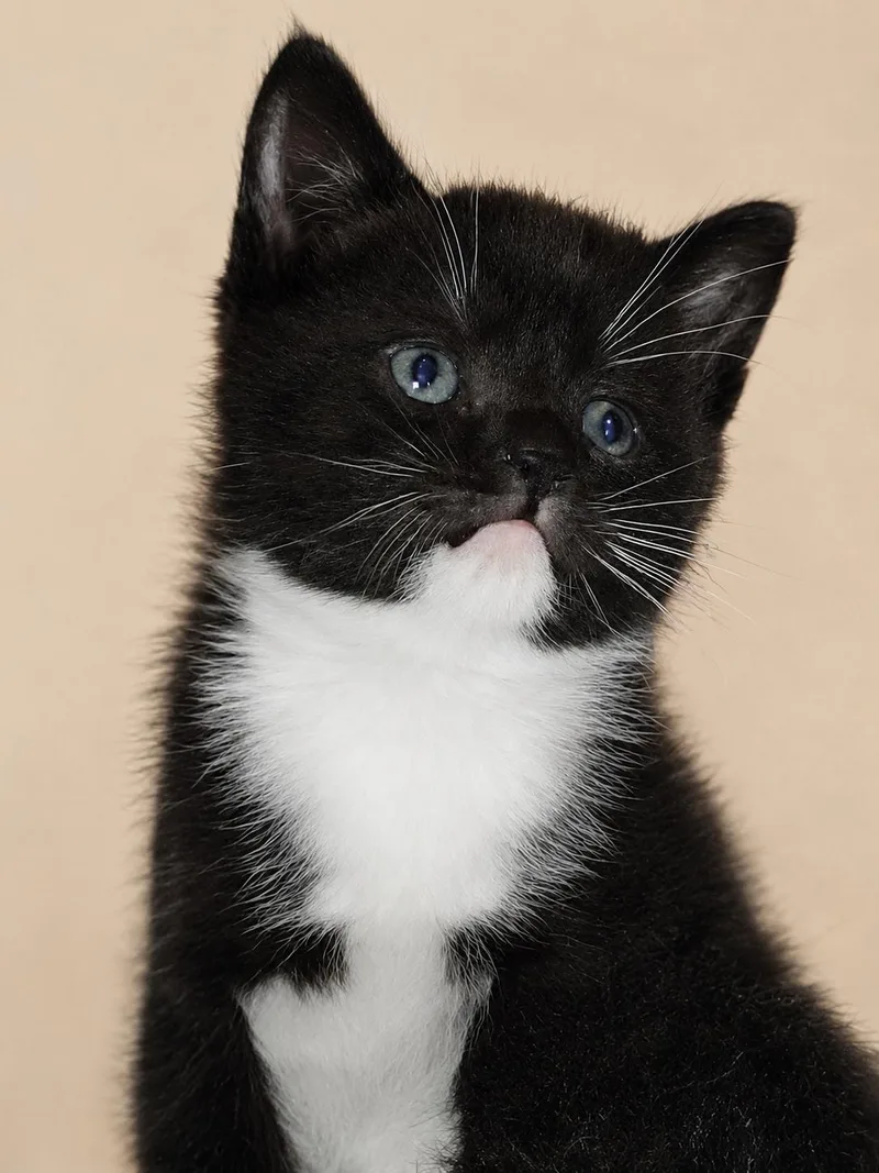 A young medium-sized female Black & White / Tuxedo Domestic Short Hair cat named Boots for adoption in Bethpage, NY
