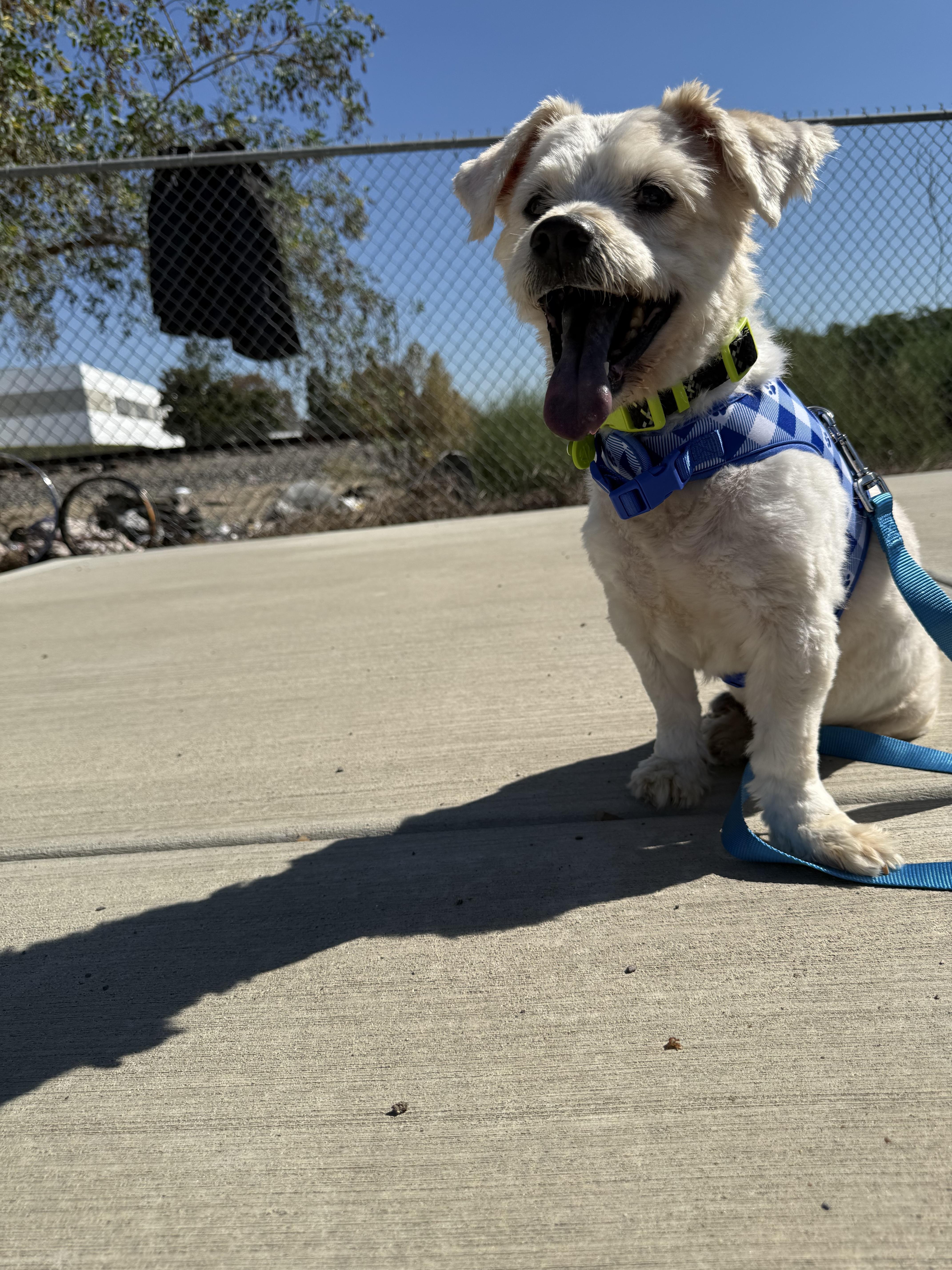 A senior small-sized male White / Cream Terrier dog named Beckett for adoption in Laguna Beach, CA