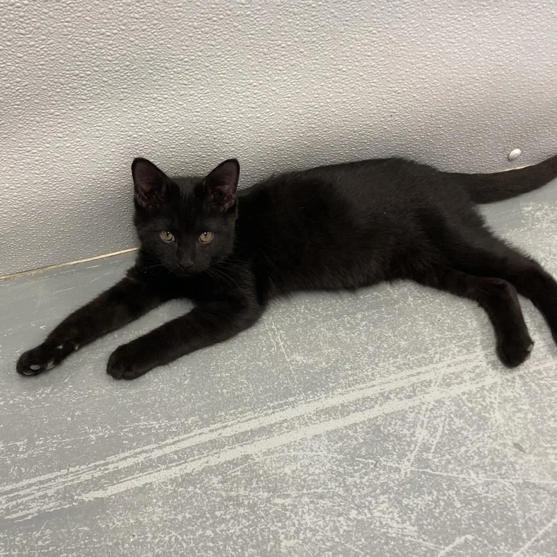 A baby medium-sized male Black Domestic Short Hair cat named Magic for adoption in Wilmington, OH