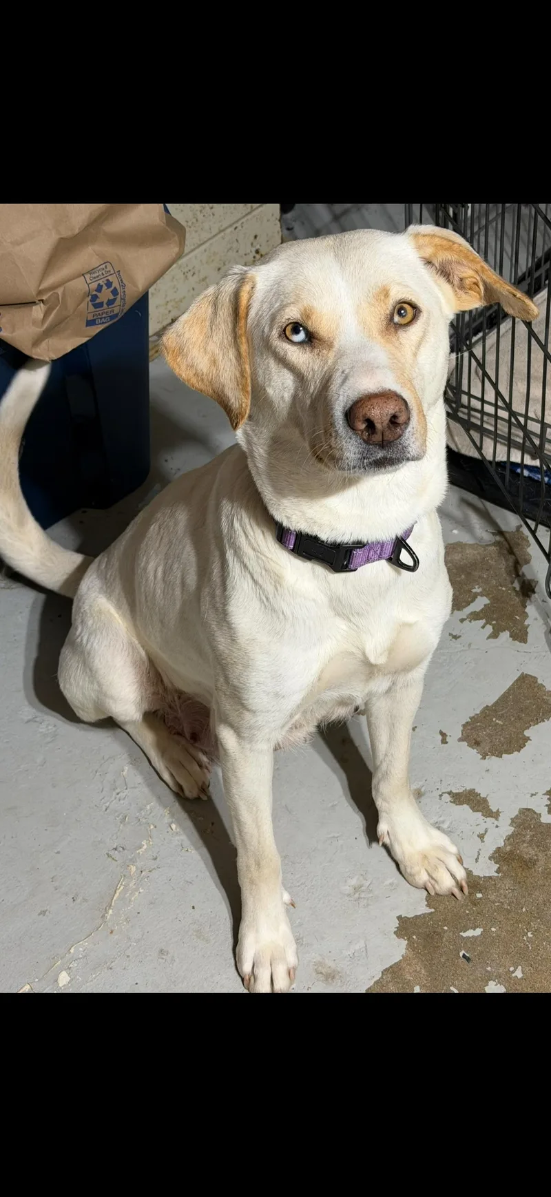 A young medium-sized female Yellow / Tan / Blond / Fawn Labrador Retriever dog named Willa for adoption in Union Grove, WI