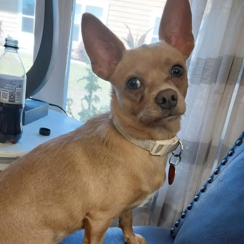 An adult small-sized female Yellow / Tan / Blond / Fawn Chihuahua dog named Honey for adoption in Gulfport, MS