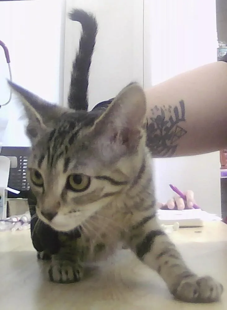 A baby small-sized female Tabby (Brown / Chocolate) Domestic Short Hair cat named Jacinda for adoption in Anoka, MN