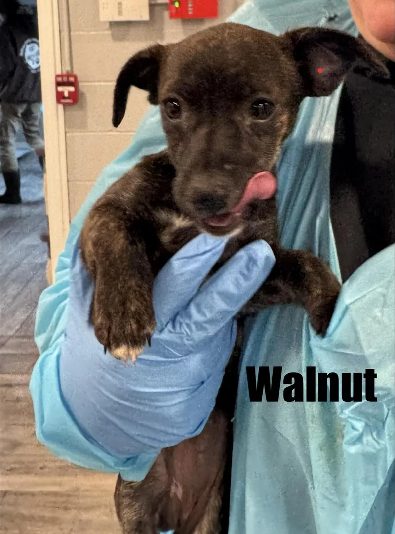 A baby small-sized female Mixed Breed dog named Walnut for adoption in Rock Hill, NY