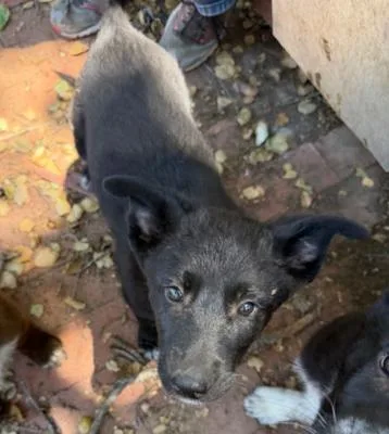 A baby medium-sized female Black Husky dog named Bella for adoption in Santa Paula, CA