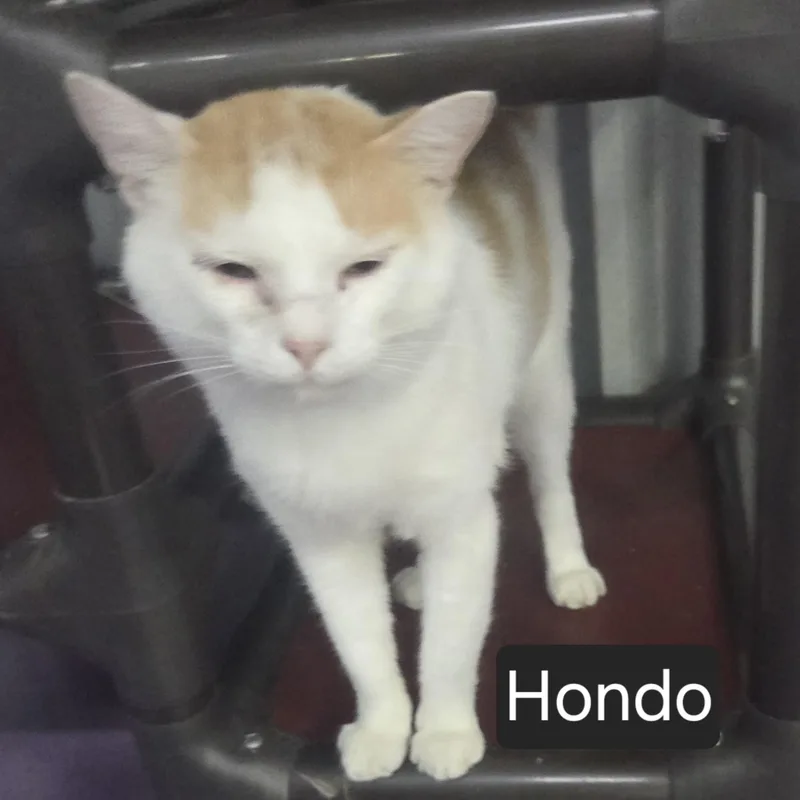 An adult large-sized male Orange & White Domestic Short Hair cat named Hondo for adoption in SNOW HILL, NC