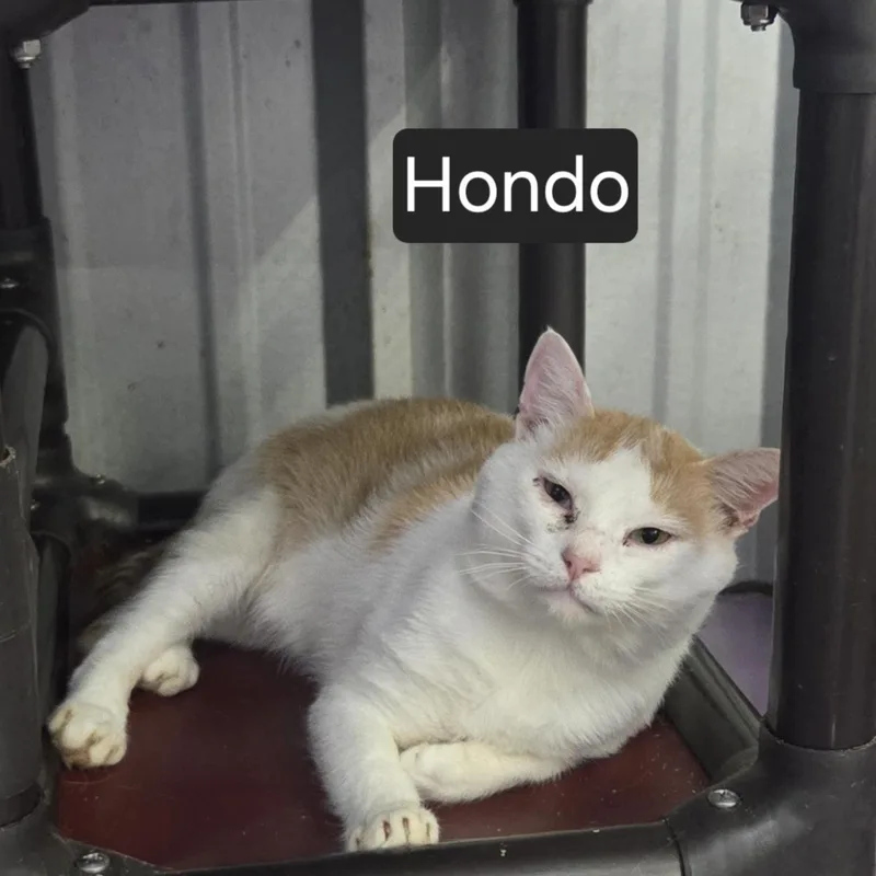 Hondo thumbnail 2