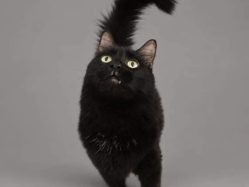 An adult large-sized male Maine Coon cat named Alexander  Fluffy Handsome for adoption in League City, TX