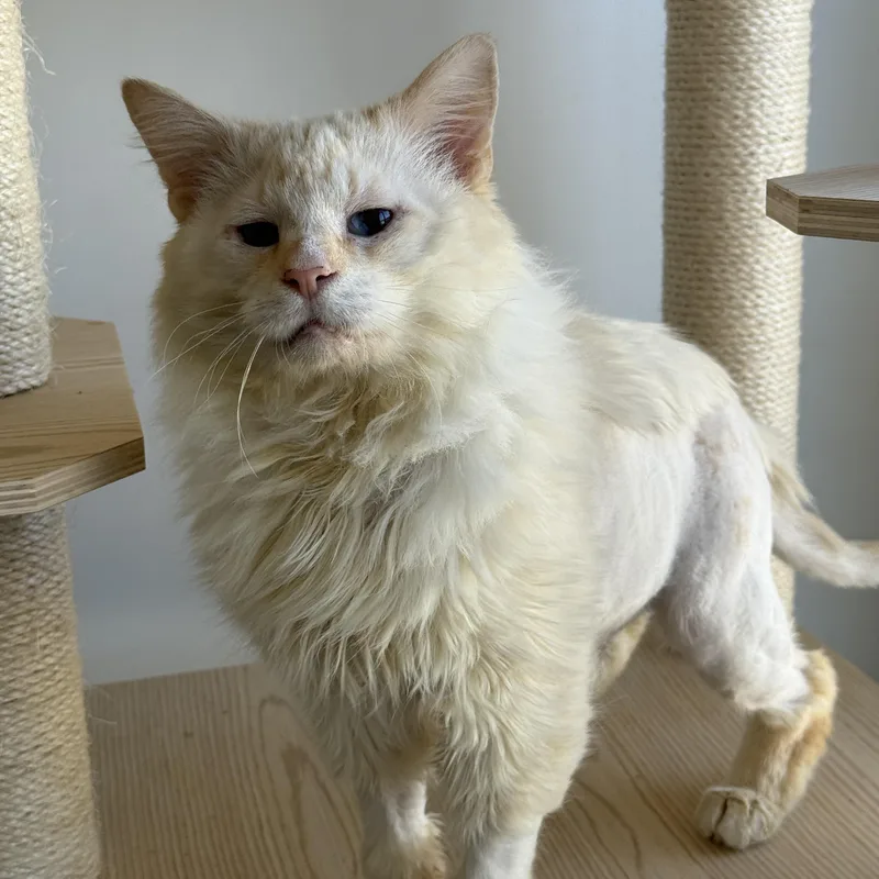 Perlino Pony Boy thumbnail 2