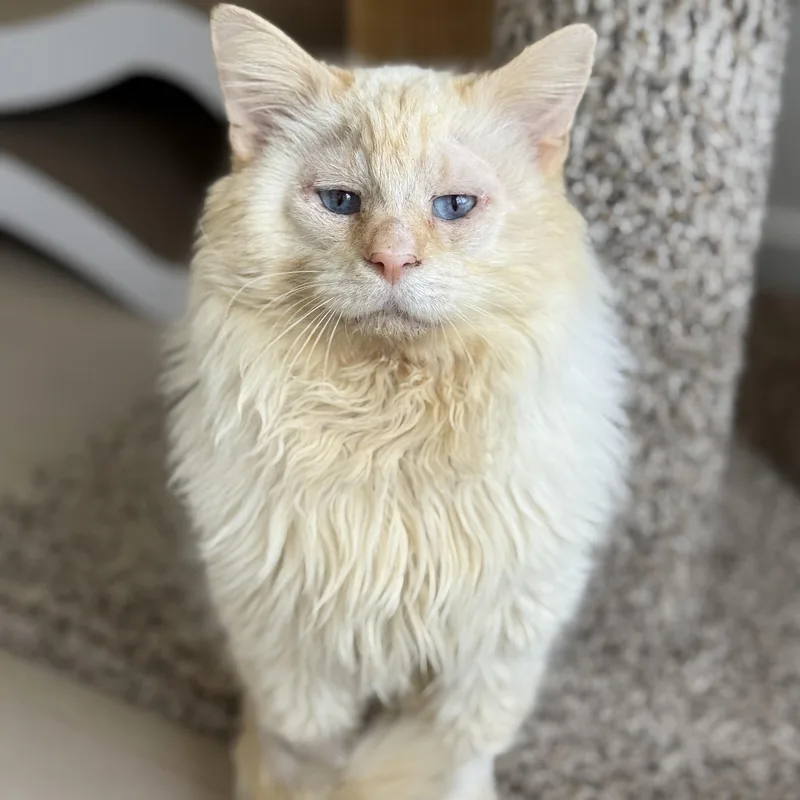 Perlino Pony Boy thumbnail 3