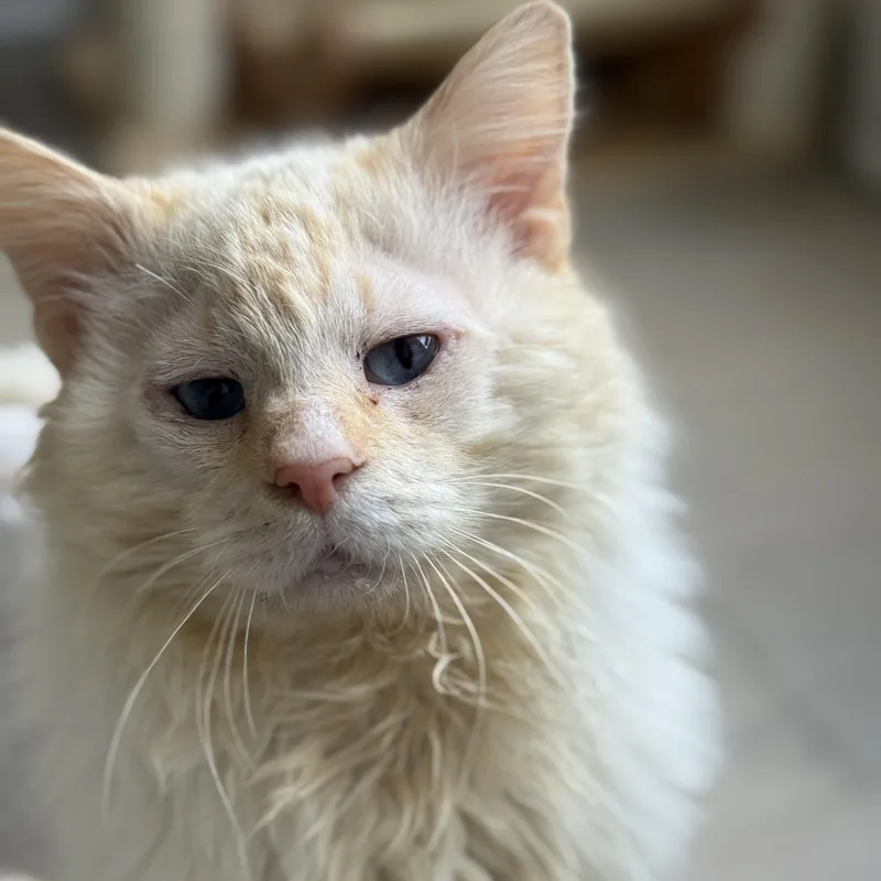 Perlino Pony Boy thumbnail 4