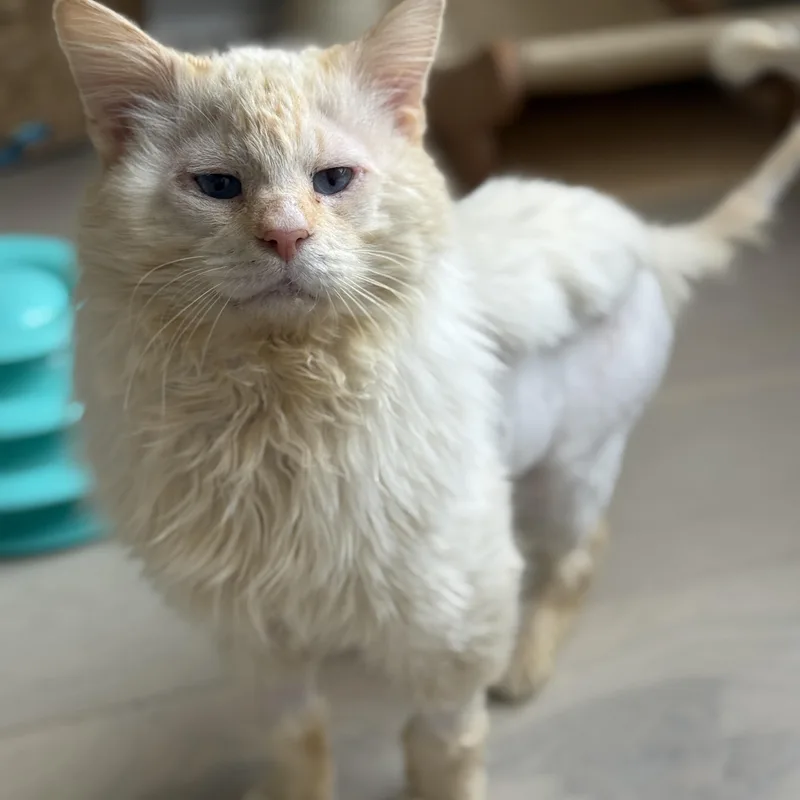 Perlino Pony Boy thumbnail 6