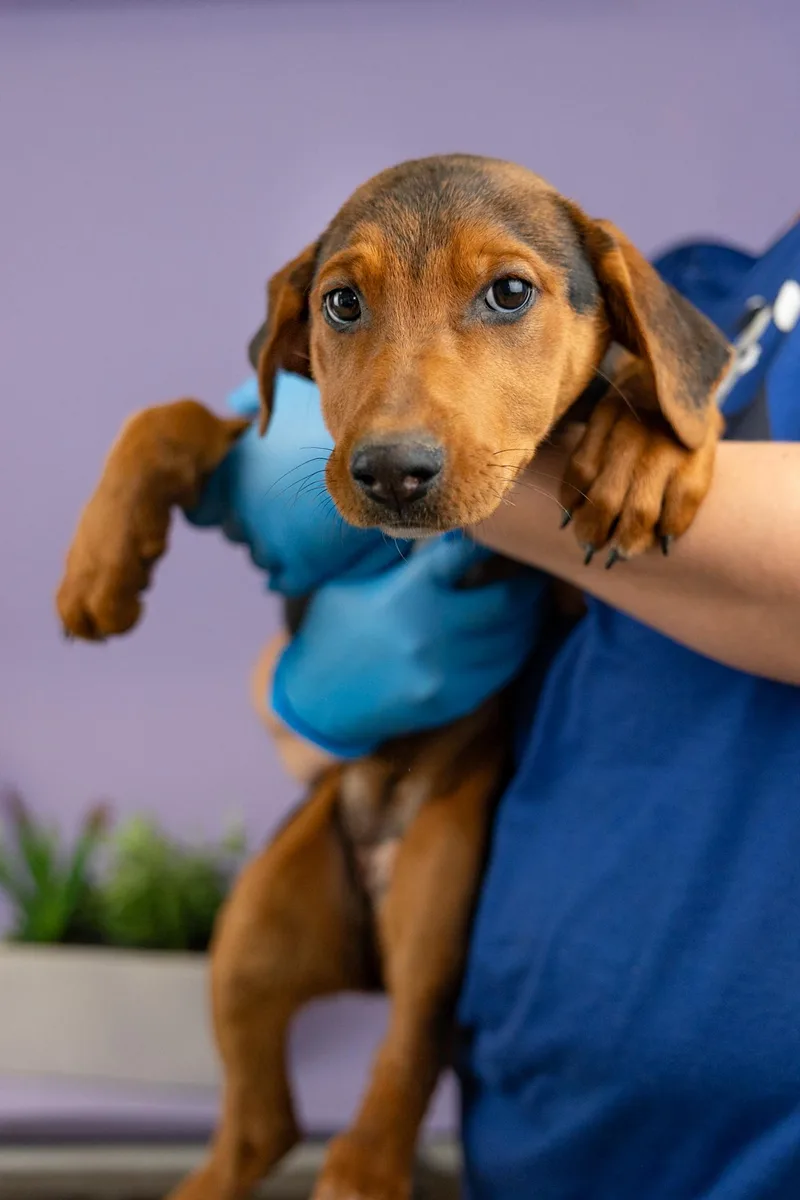 A baby medium-sized female Shepherd dog named 375-26 for adoption in Brighton, CO