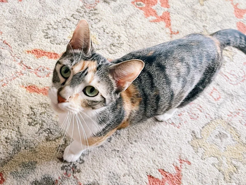 Millie Loo thumbnail 2