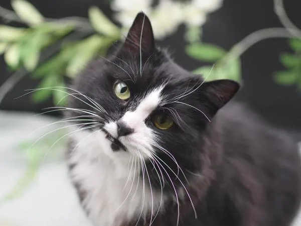 Jellybean thumbnail 2