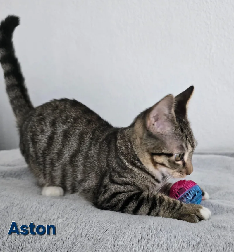 A young medium-sized male Tabby (Brown / Chocolate) American Shorthair cat named Aston for adoption in miami, FL