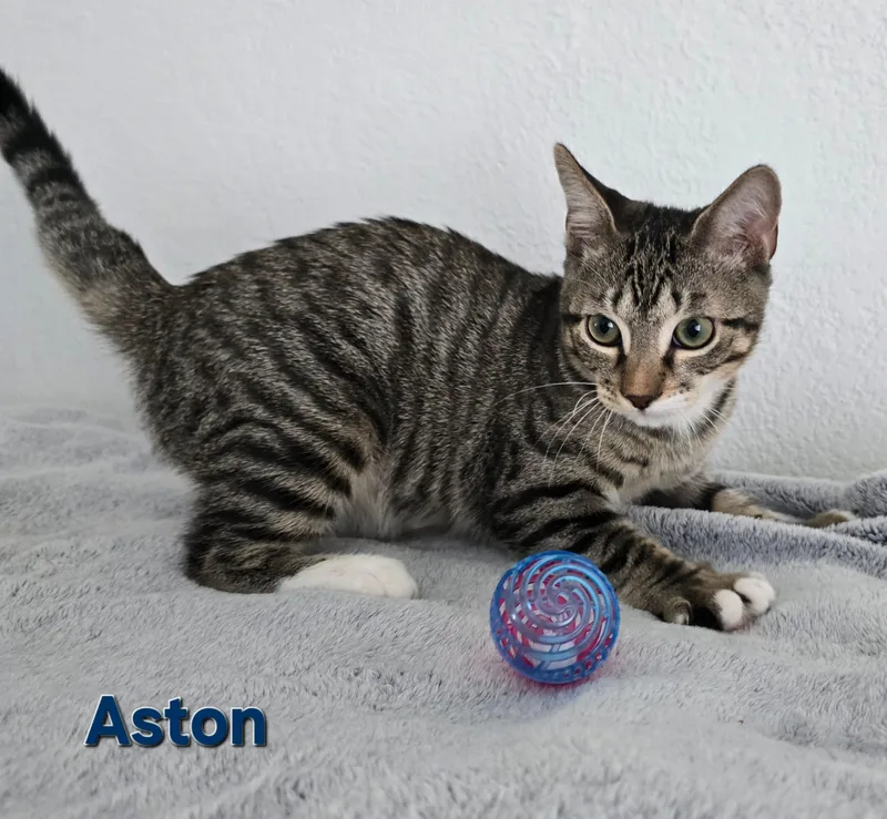 Aston thumbnail 2