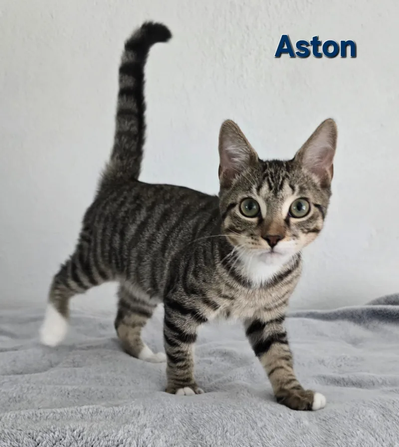 Aston thumbnail 4
