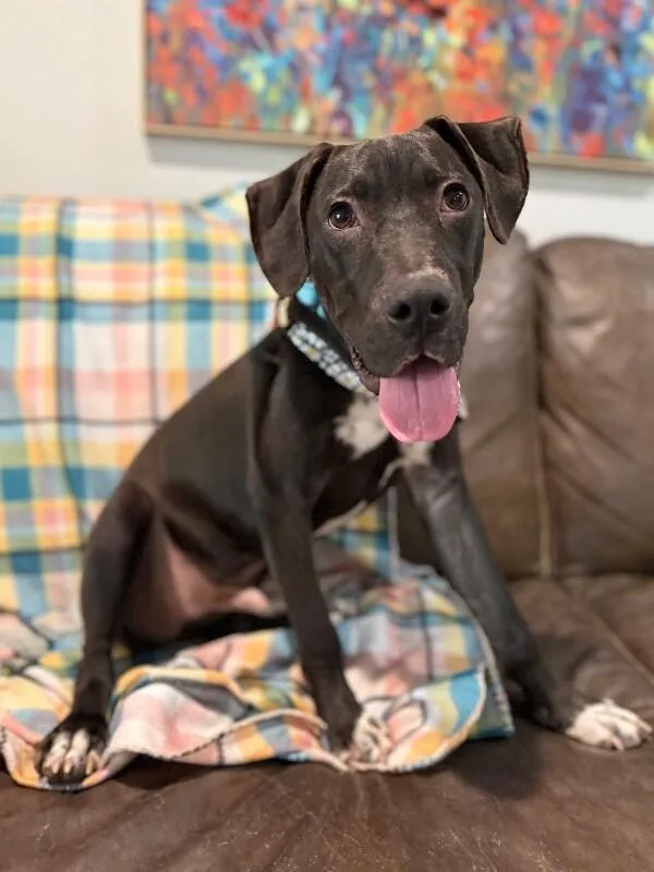A young medium-sized male Black Pit Bull Terrier dog named Happy Hanky Wiggles Of for adoption in Friendswood, TX