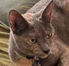 An adult medium-sized female Gray / Blue / Silver Domestic Short Hair cat named Kiwi for adoption in Anoka, MN