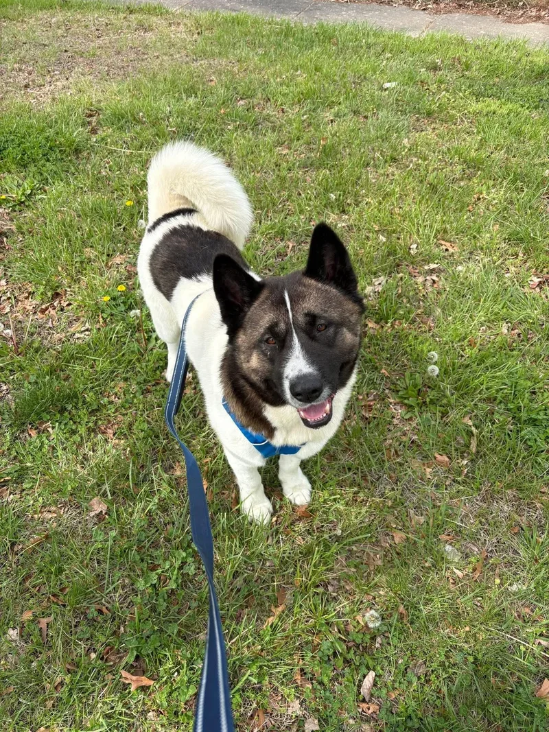 An adult large-sized male Tricolor (Brown, Black, & White) Akita dog named Bjorn for adoption in Chicago, IL