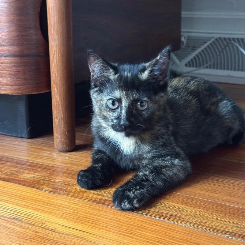 A baby small-sized female Tortoiseshell Domestic Short Hair cat named Orion for adoption in Gibsonia, PA