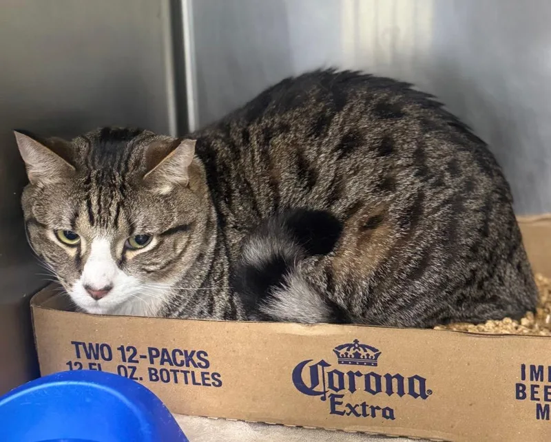 An adult medium-sized male Domestic Short Hair cat named Braveheart for adoption in Danielsville, GA
