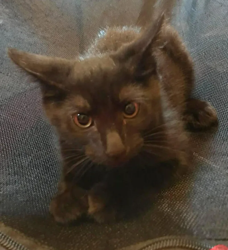 A baby medium-sized female Black Domestic Short Hair cat named Clairvoyant for adoption in Trenton, NJ