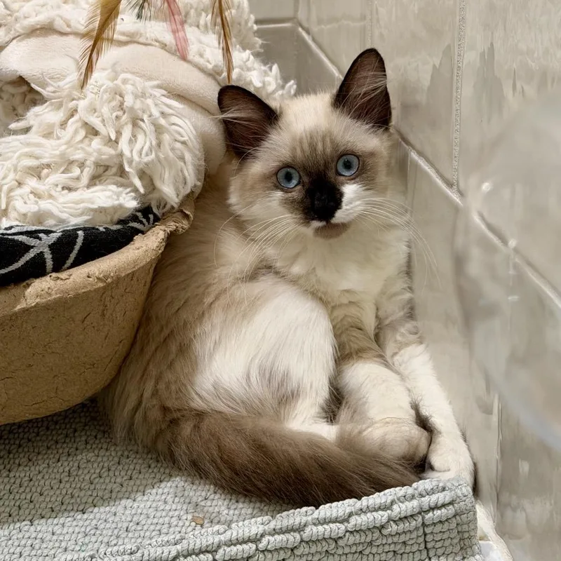 A baby small-sized female Seal Point Himalayan cat named Mocha A for adoption in SANTA ROSA BEACH, FL