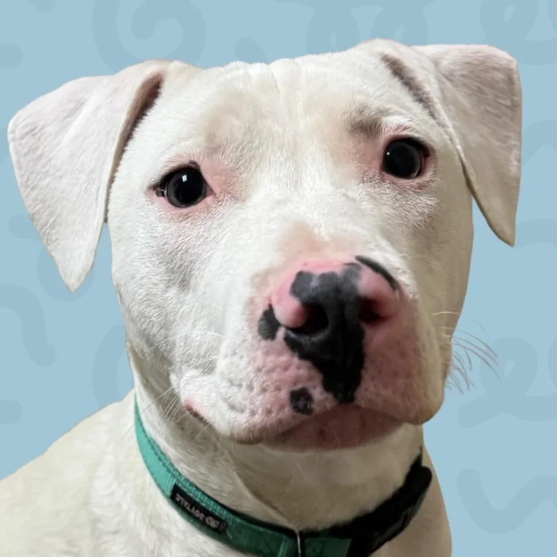 A young medium-sized male White / Cream American Bulldog dog named Billy for adoption in Reno, NV