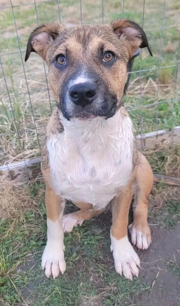 A baby medium-sized female Mixed Breed dog named Lily for adoption in Florence, SC