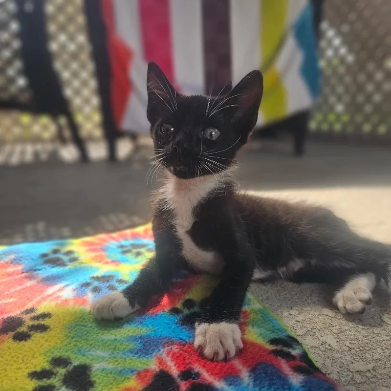 A baby small-sized male Domestic Short Hair cat named Shimmy Jimmy for adoption in North Port, FL