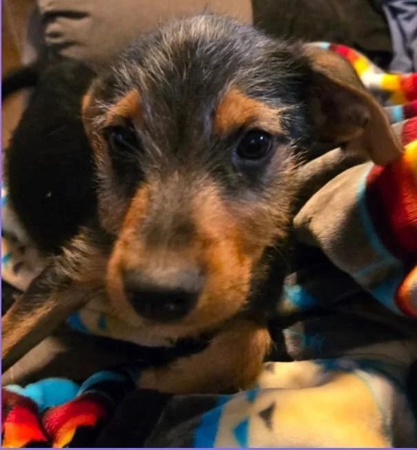 Benjamin thumbnail 3