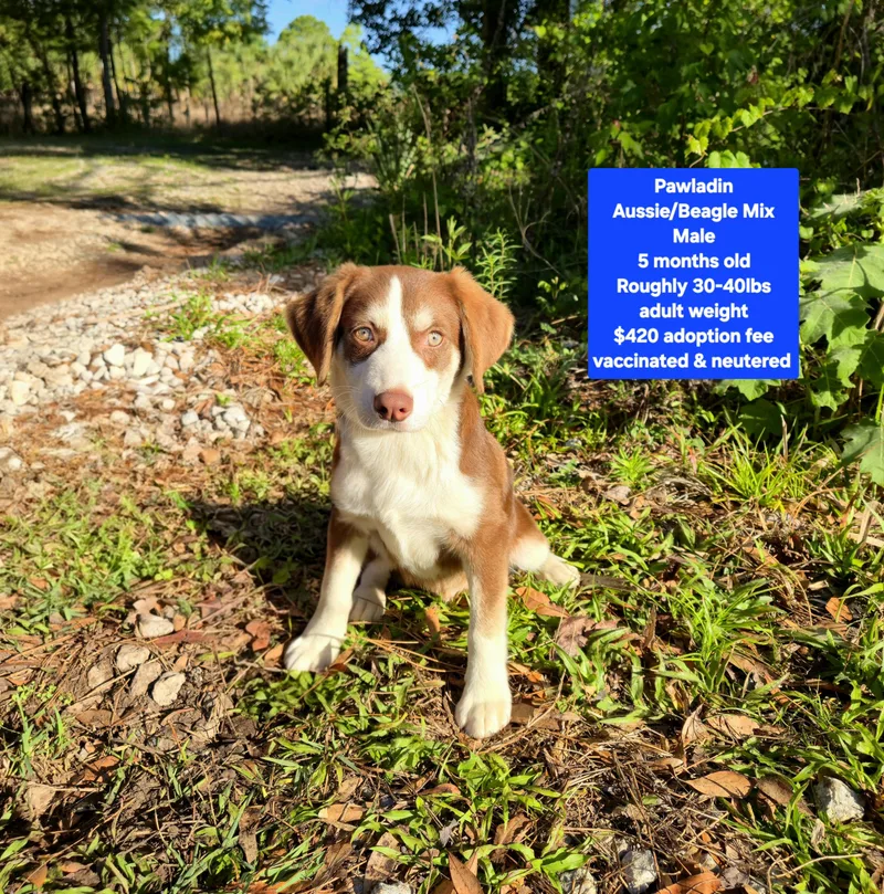 A baby medium-sized male Australian Shepherd dog named Pawladin for adoption in Oviedo, FL