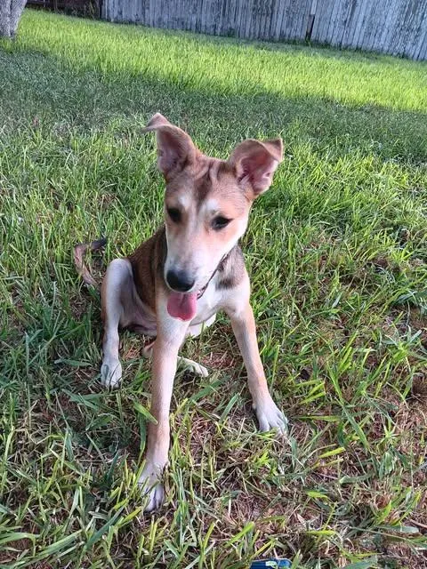A baby medium-sized female Golden German Shepherd Dog dog named Gabby for adoption in Vernon, CT