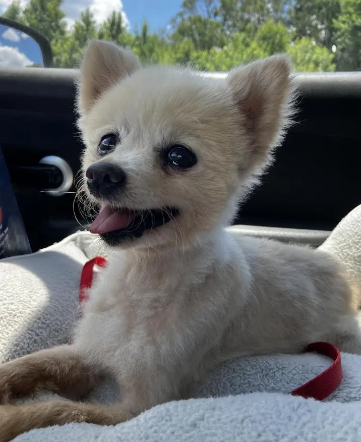 A senior small-sized female Pomeranian dog named Poppy for adoption in Decatur, GA