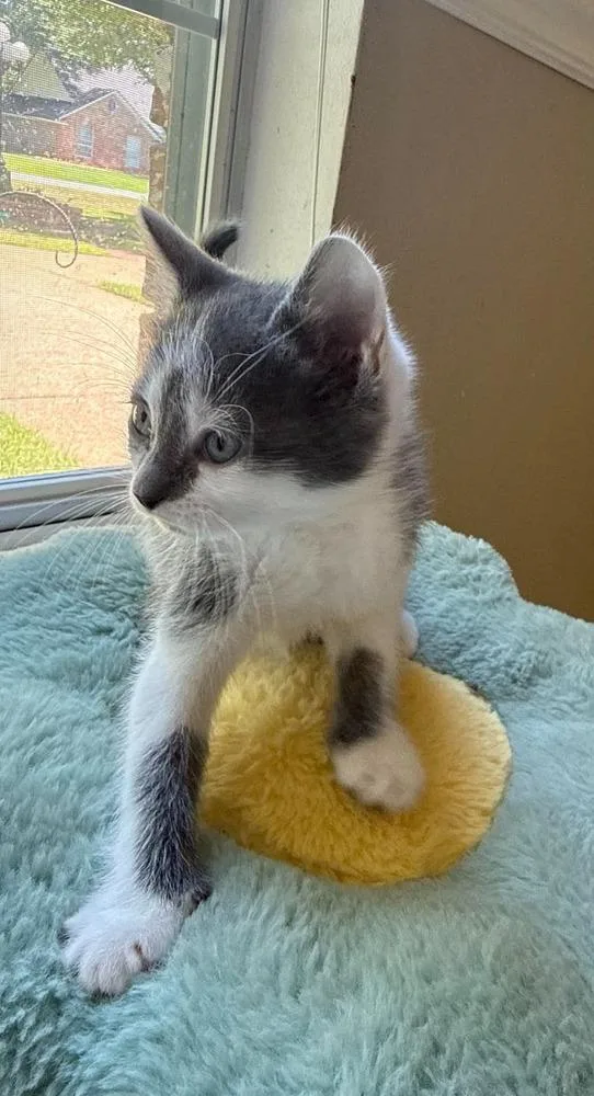 A baby small-sized male Gray & White Domestic Short Hair cat named Hanky Panky for adoption in Bossier City, LA