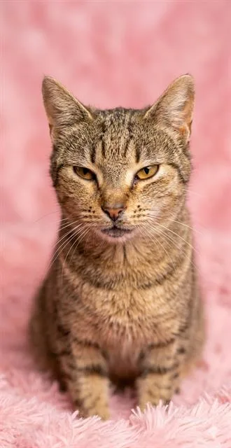 An adult medium-sized female Domestic Short Hair cat named Bunny for adoption in Jacksonville, FL