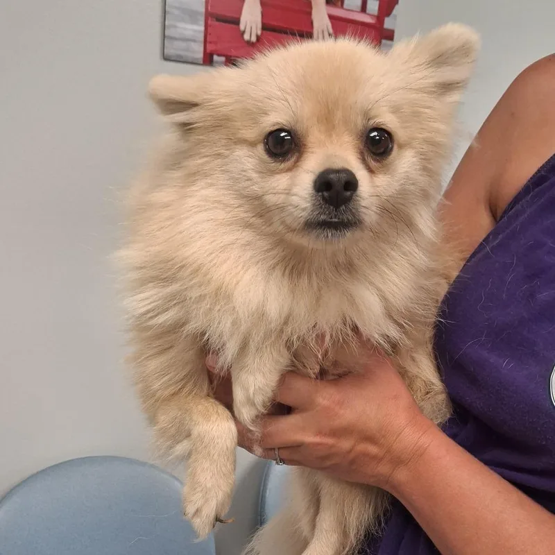 A young small-sized male Yellow / Tan / Blond / Fawn Pomeranian dog named Winston for adoption in Elizabeth City, NC