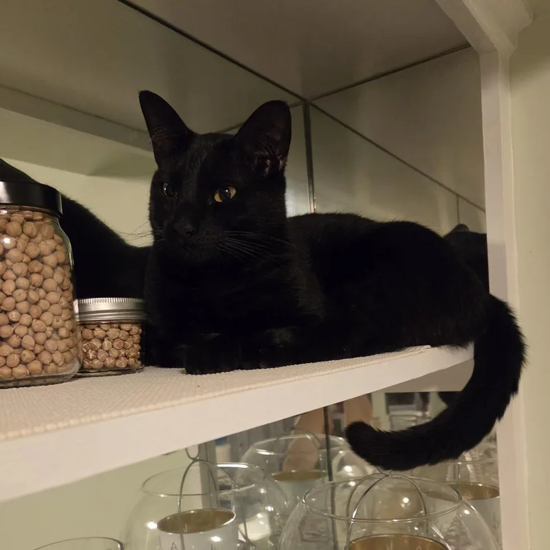 An adult large-sized male Black Domestic Short Hair cat named Magic for adoption in Columbia, MO