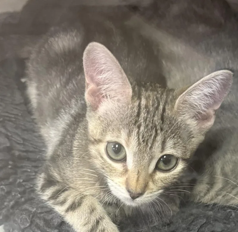 A baby small-sized female Domestic Short Hair cat named Parmesan for adoption in Anoka, MN