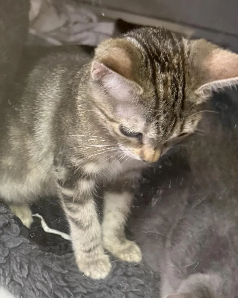 Parmesan thumbnail 2
