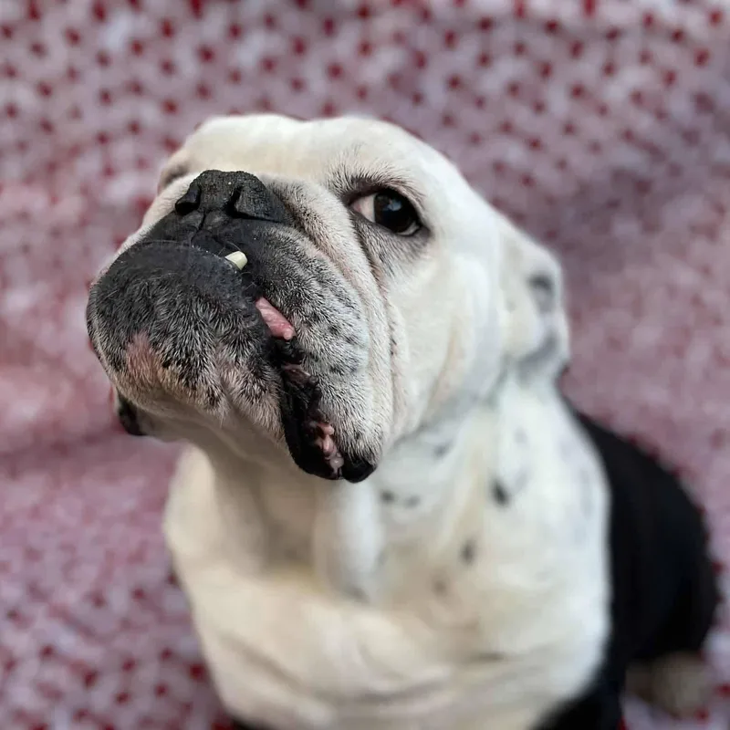 Lady Eleanor thumbnail 2