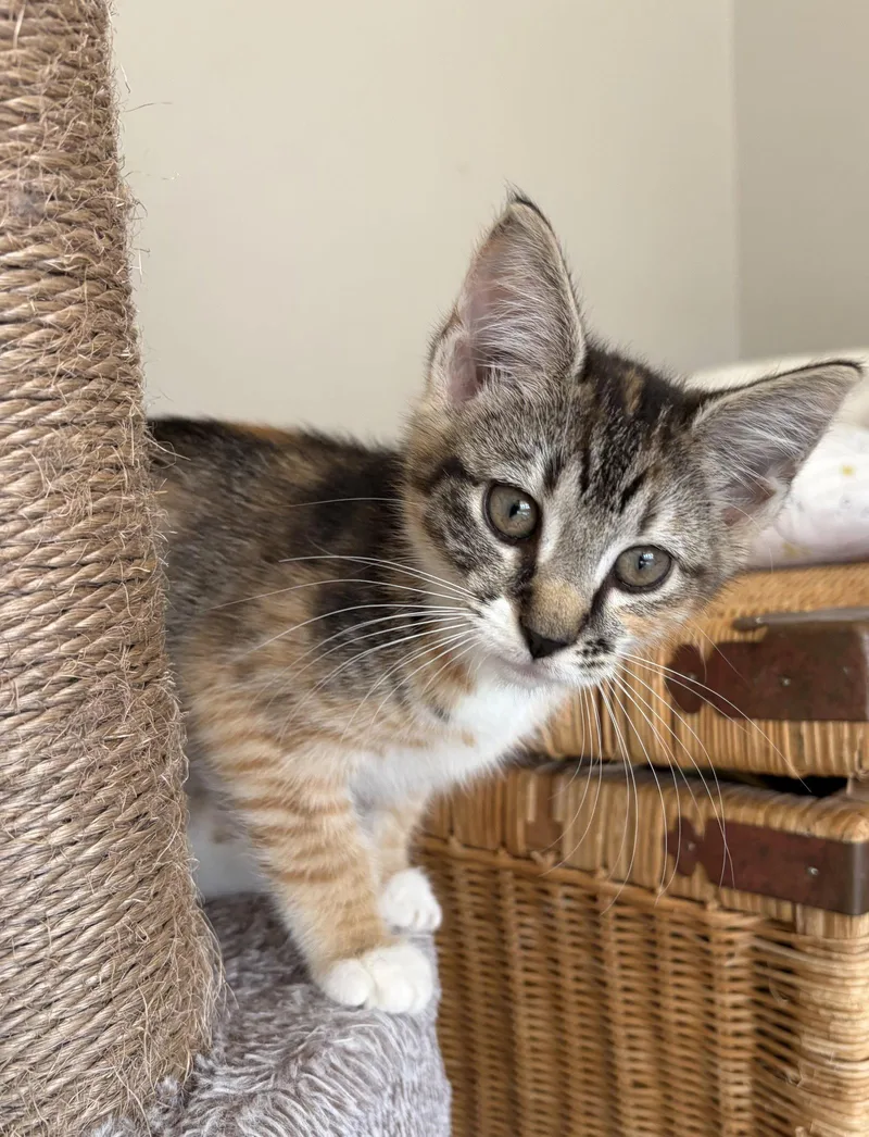 A baby medium-sized female Domestic Short Hair cat named Shogunyan for adoption in Trenton, NJ
